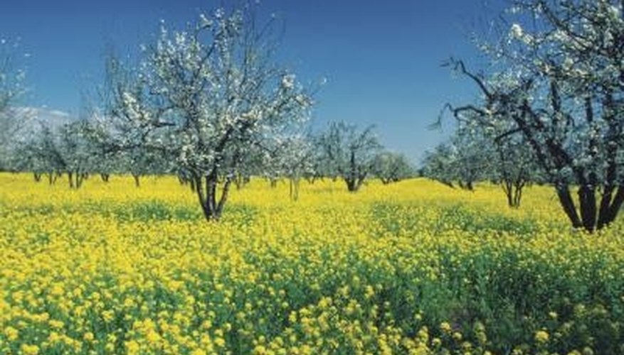 Spring apple blossoms can fall victim to late frosts. Spring apple blossoms can fall victim to late frosts.