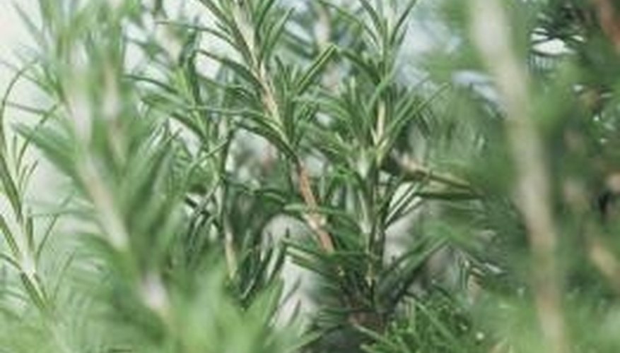 Upright common rosemary can be used in cooking. Upright common rosemary can be used in cooking.