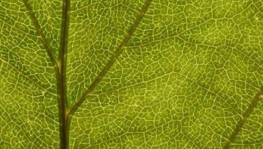 Most plants are C3 plants. Most plants are C3 plants.
