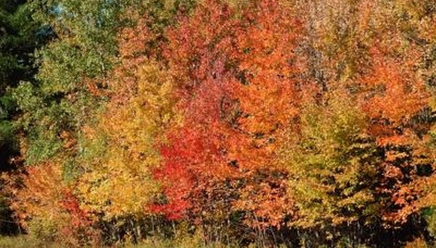 Maples are also famed for their brilliant autumn colors. Maples are also famed for their brilliant autumn colors.