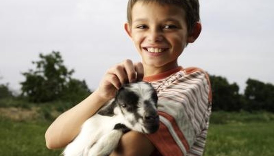 Spraying goats with fly repellent is the weapon of last resort. Spraying goats with fly repellent is the weapon of last resort.