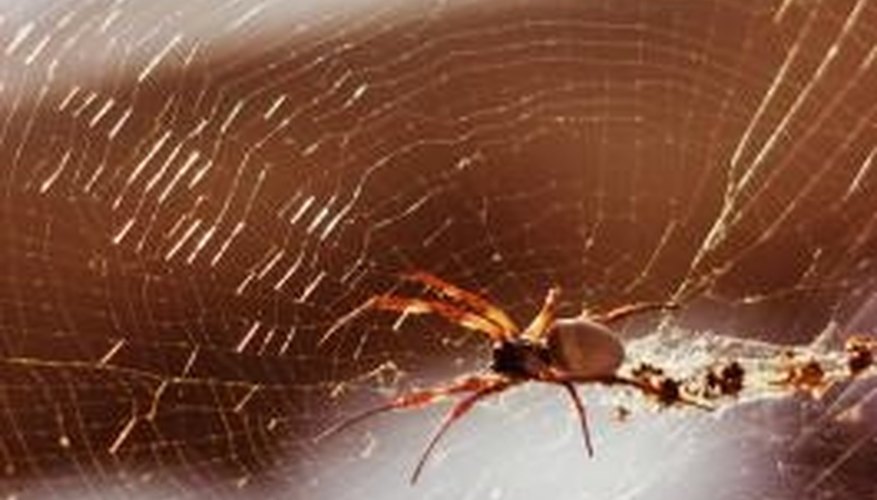 Some native Wyoming spiders are potentially dangerous to humans. Some native Wyoming spiders are potentially dangerous to humans.