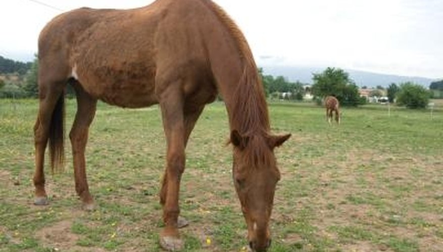 Toxic plants should be removed from grazing areas to prevent accidental ingestion. Toxic plants should be removed from grazing areas to prevent accidental ingestion.