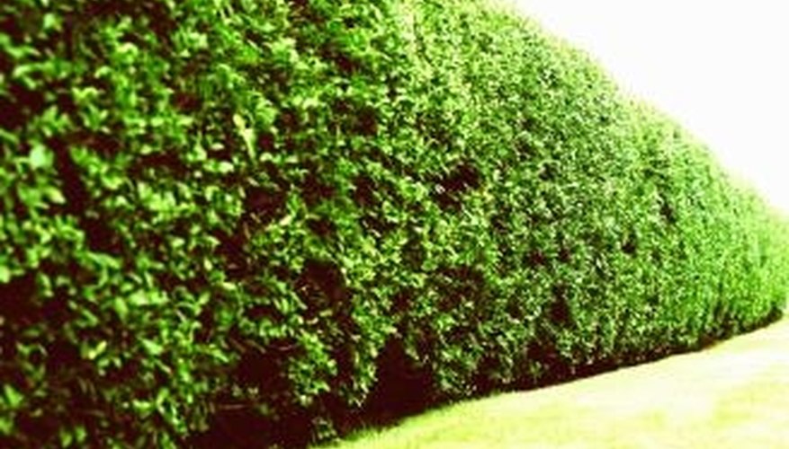  Tall Shrubs For Privacy with Simple Decor