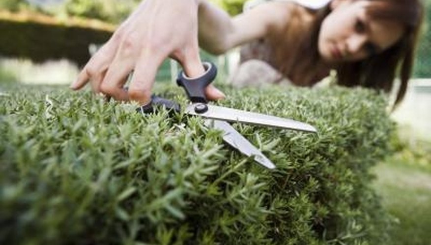 Pruning an evergreen improves its appearance and vigor. Pruning an evergreen improves its appearance and vigor.