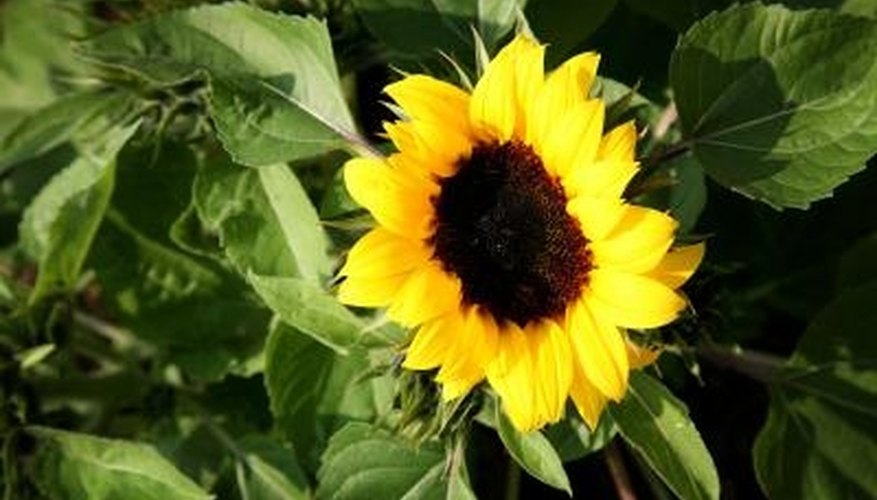 Sunflowers companions won't have to complete with the flowers for light and nutrients. Sunflowers companions won't have to complete with the flowers for light and nutrients.