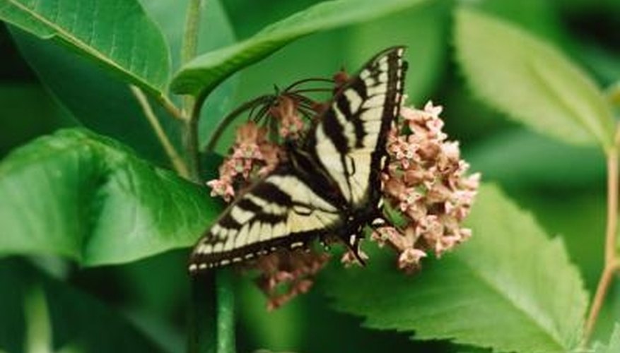 Butterflies are colorful and beautiful, but they can be pest in gardens. Butterflies are colorful and beautiful, but they can be pest in gardens.