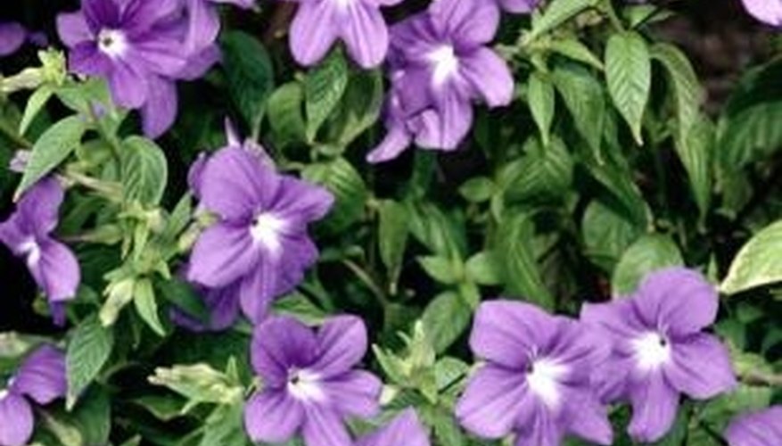 Periwinkle carpets the ground with single-petaled flowers with a central disc. Periwinkle carpets the ground with single-petaled flowers with a central disc.