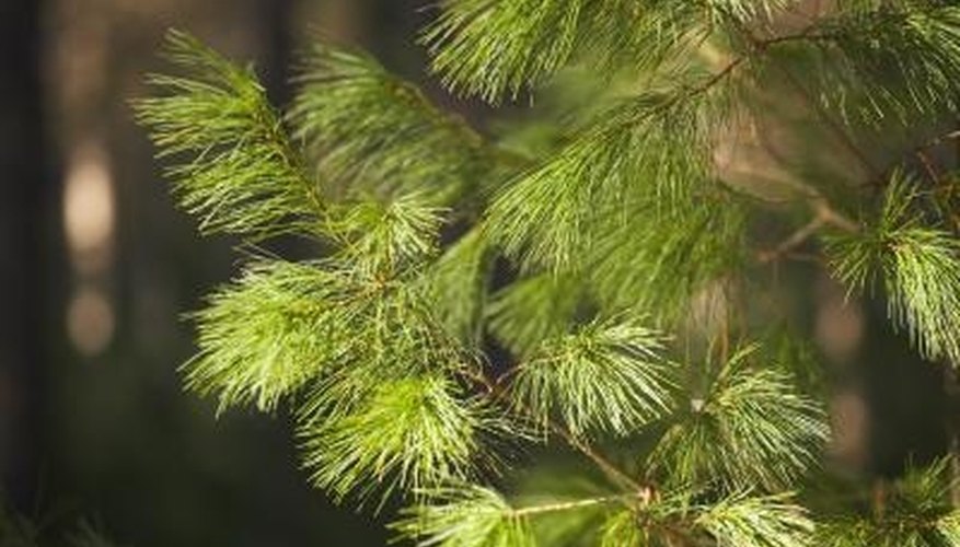 Evergreens periodically drop some of their needles. Evergreens periodically drop some of their needles.