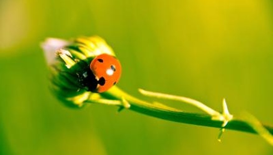 Ladybugs eat aphids, helping to keep the pest under control. Ladybugs eat aphids, helping to keep the pest under control.