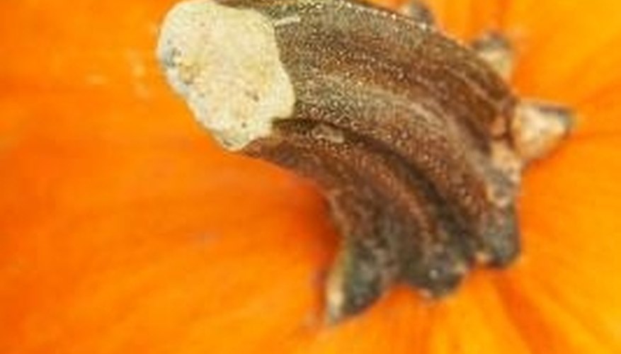 Pumpkins don't have to be round. Pumpkins don't have to be round.