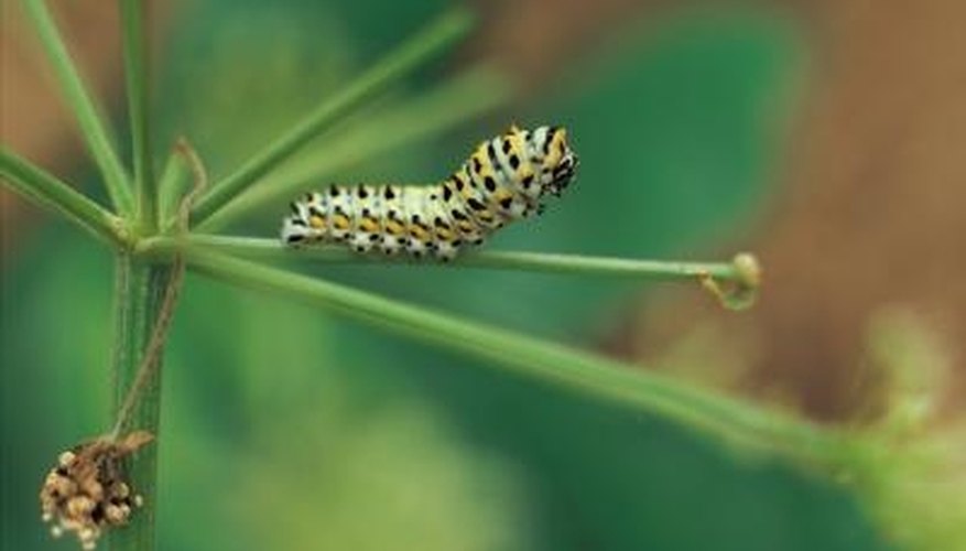 Parsleyworms are interesting to observe in the garden and later transform into black swallowtail butterflies. Parsleyworms are interesting to observe in the garden and later transform into black swallowtail butterflies.