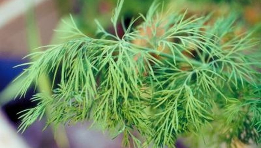 Monitor your dill plants for pests to keep them in top health. Monitor your dill plants for pests to keep them in top health.