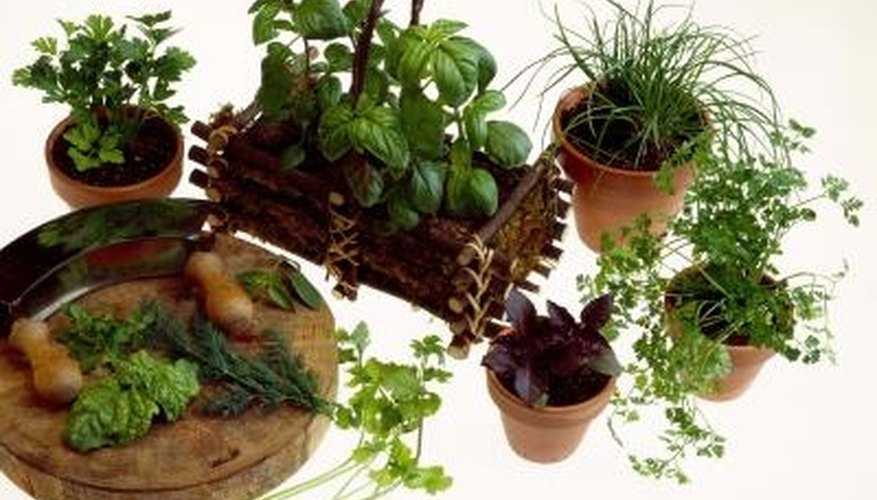 Plant an herb garden in the vegetable garden or in pots. Plant an herb garden in the vegetable garden or in pots.