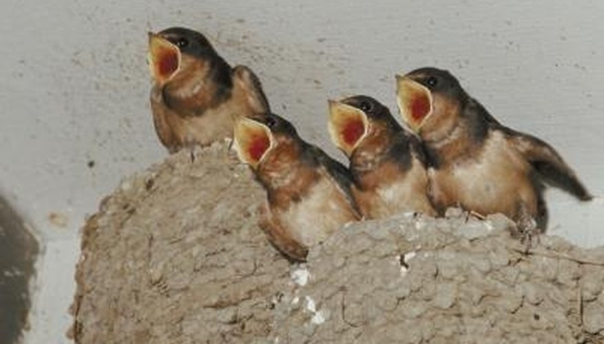 Swallow nests can create a mess. Swallow nests can create a mess.
