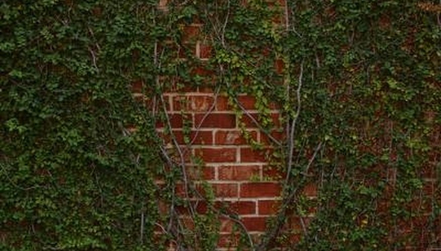 Ivy thrives on shaded portions of brick walls. Ivy thrives on shaded portions of brick walls.