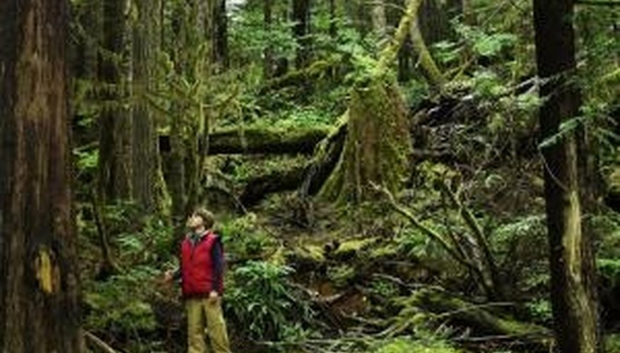 In moist, shady areas, moss may grow almost everywhere. In moist, shady areas, moss may grow almost everywhere.