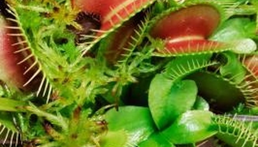 Venus Flytrap is a compact plant that consumes insects. Venus Flytrap is a compact plant that consumes insects.