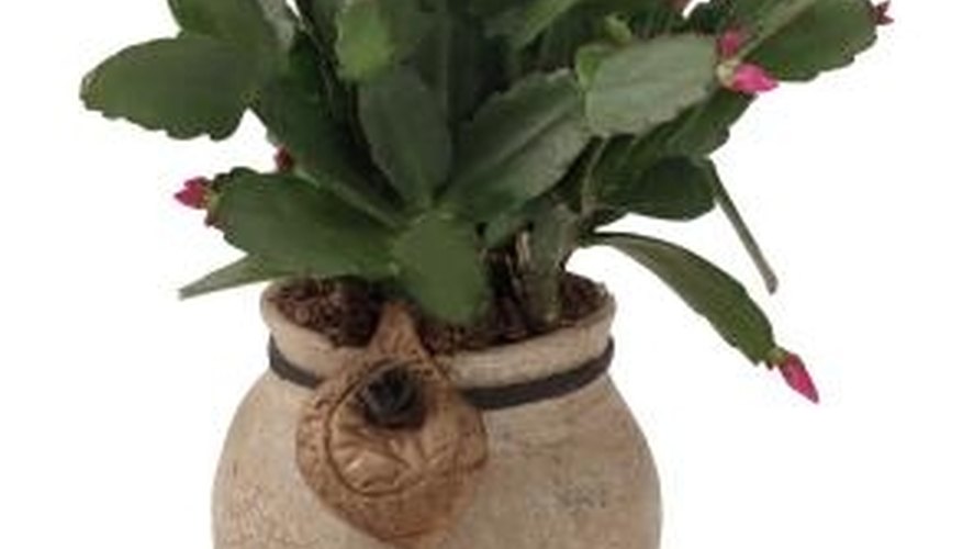 Christmas cactus produces beautiful, vivid flower blossoms. Christmas cactus produces beautiful, vivid flower blossoms.