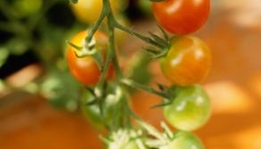 Tomatoes that are full-sized but still green can be harvested before a frost. Tomatoes that are full-sized but still green can be harvested before a frost.
