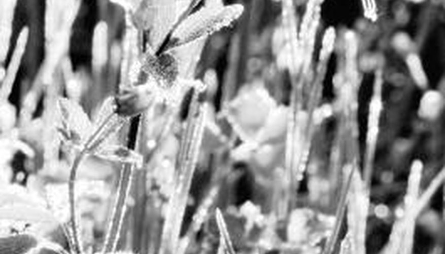 Watch the weather reports for news of frost in the early spring and late fall. Watch the weather reports for news of frost in the early spring and late fall.