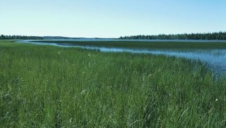 Long fields and open horizons characterize the grasslands. Long fields and open horizons characterize the grasslands.