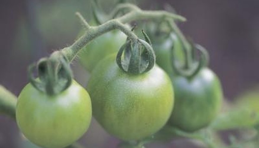 Green tomatoes should be picked before frost kills the plant. Green tomatoes should be picked before frost kills the plant.