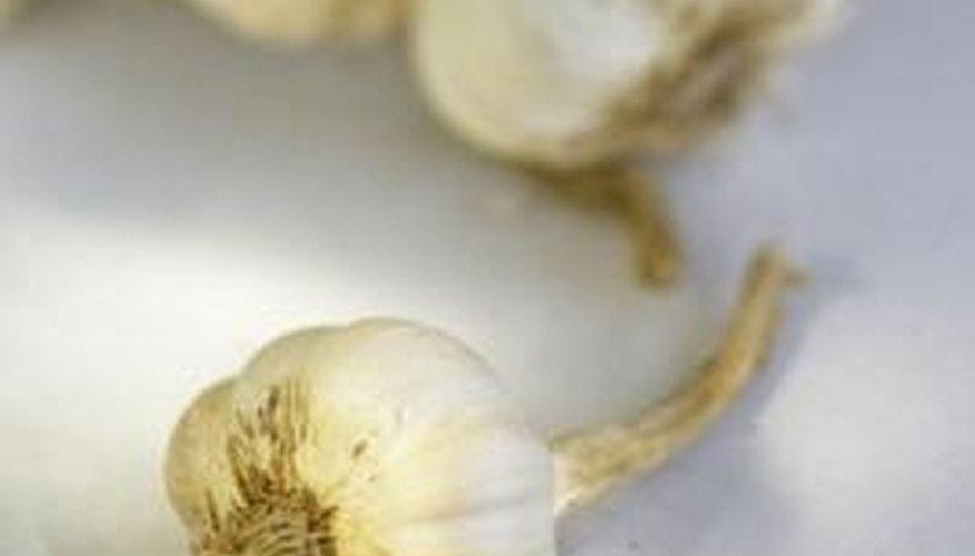 The largest garlic cloves can be saved for planting next season. The largest garlic cloves can be saved for planting next season.