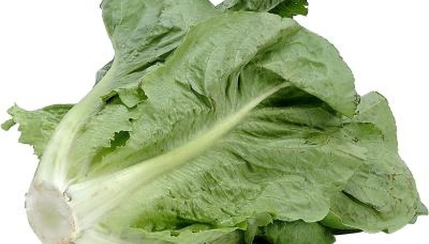Choose romaine lettuce heads with crisp leaves. Choose romaine lettuce heads with crisp leaves.