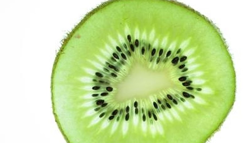 Kiwis require protection during planting, but survive frost and cold temperatures when established. Kiwis require protection during planting, but survive frost and cold temperatures when established.