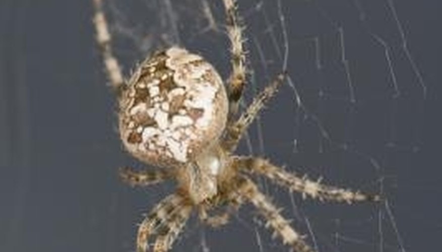 California is home to hundreds of species of spiders. California is home to hundreds of species of spiders.
