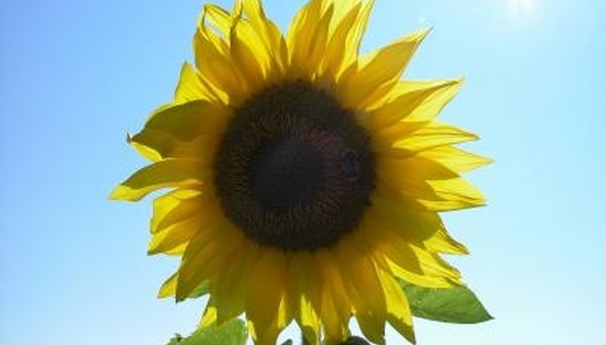 The tallest recorded sunflower grew to around 26 feet. The tallest recorded sunflower grew to around 26 feet.
