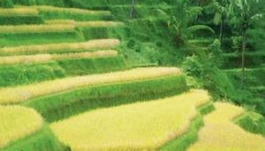 Terracing can make otherwise unusable land capable of supporting agriculture. Terracing can make otherwise unusable land capable of supporting agriculture.