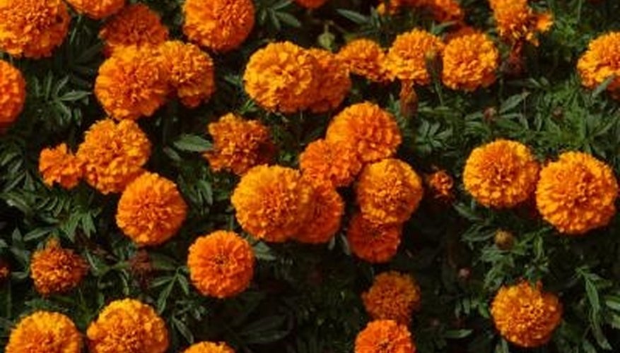 Marigolds quickly fill up a flower box. Marigolds quickly fill up a flower box.