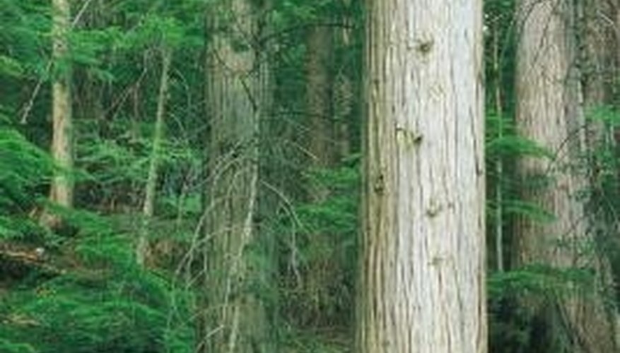 Cedar trees are often infested with cedar bark beetles. Cedar trees are often infested with cedar bark beetles.