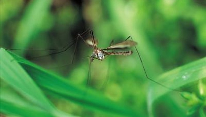 Mosquitoes can carry disease as well as being a nuisance. Mosquitoes can carry disease as well as being a nuisance.