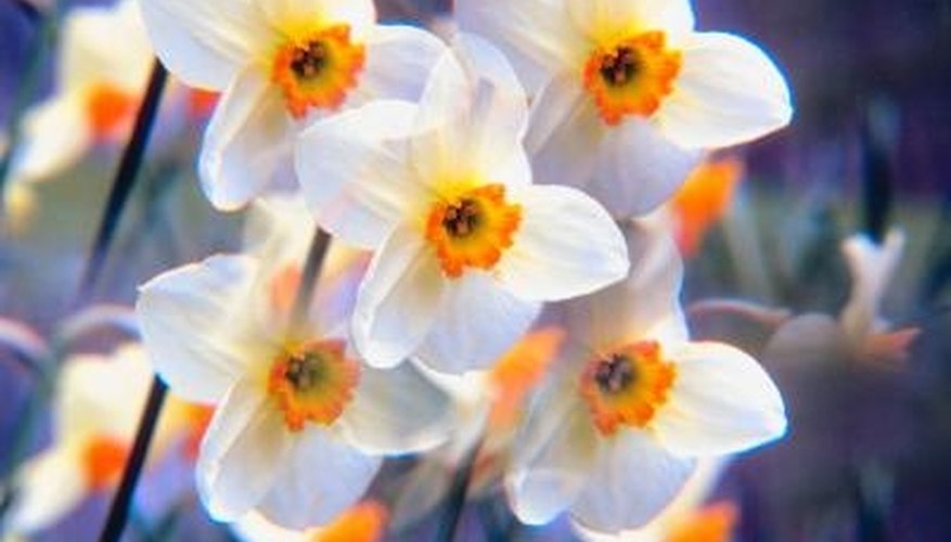 Orange and white are common daffodil colors. Orange and white are common daffodil colors.