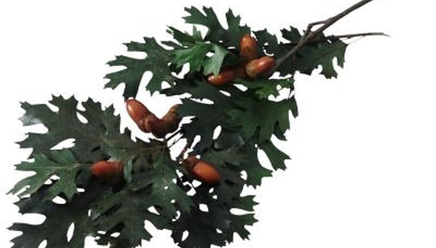 All species of oak are susceptible to disorders that yellow their leaves. All species of oak are susceptible to disorders that yellow their leaves.