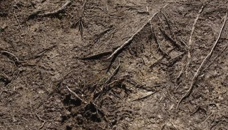 Vegetation and organic matter is stripped from the surface before grading. Vegetation and organic matter is stripped from the surface before grading.