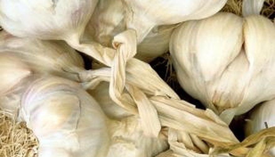 Garlic is one of many safe ingredients for making homemade organic fungicides. Garlic is one of many safe ingredients for making homemade organic fungicides.