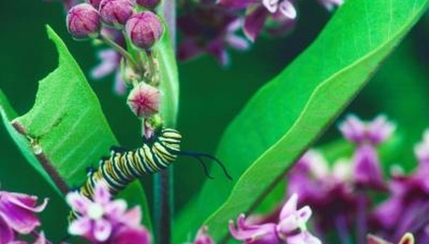 Butterflies and Moths have four life cycles; egg, larva/caterpillar, pupa and adult. Butterflies and Moths have four life cycles; egg, larva/caterpillar, pupa and adult.