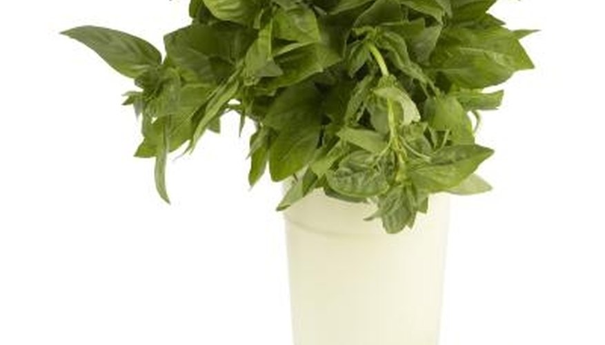 Pinch basil back to prevent flowering. Pinch basil back to prevent flowering.
