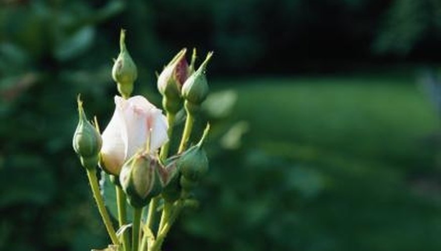 Flowering plants and trees have a developmental morphology. Flowering plants and trees have a developmental morphology.