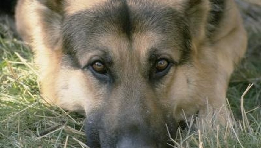 Your dog picks up mites from your lawn. Your dog picks up mites from your lawn.