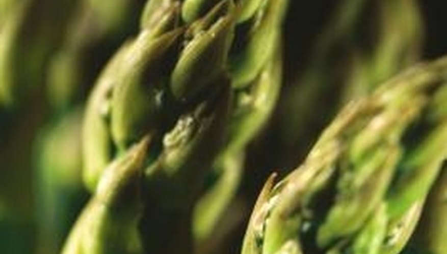 Asparagus can live up to 20 years in a home garden. Asparagus can live up to 20 years in a home garden.