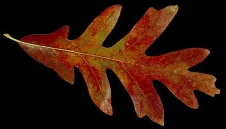 Oak leaves come in many sizes, serrations and shapes. Oak leaves come in many sizes, serrations and shapes.