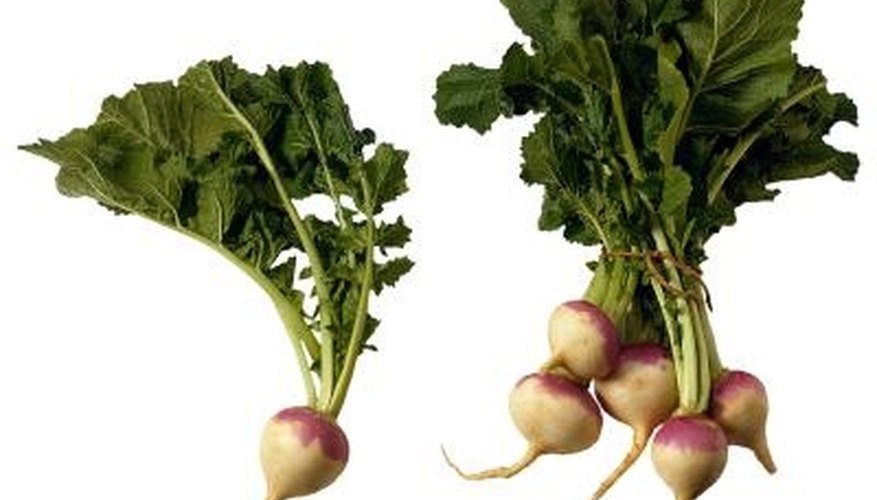 Why Are My Turnip Greens Bitter Garden Guides
