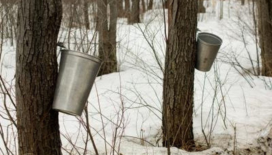 Sugar and black maples are tapped for syrup. Sugar and black maples are tapped for syrup.