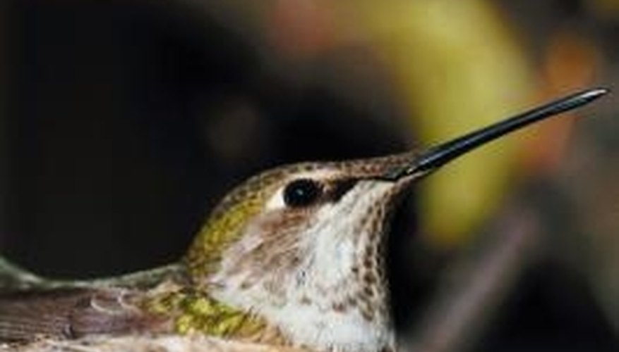 Hummingbirds look for trees near food and sheltered from predators and weather. Hummingbirds look for trees near food and sheltered from predators and weather.