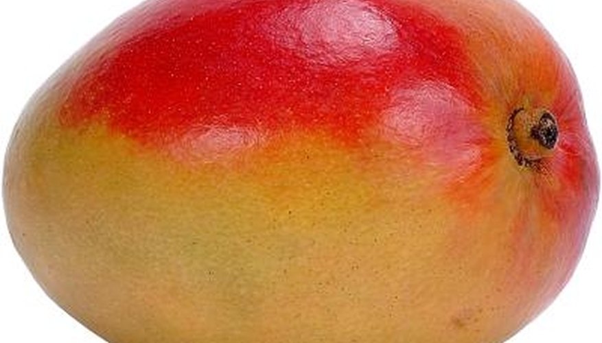 The mango is widely regarded as one of the world's most important food crops. The mango is widely regarded as one of the world's most important food crops.